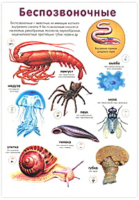 Беспозвоночные животные картинки с названиями